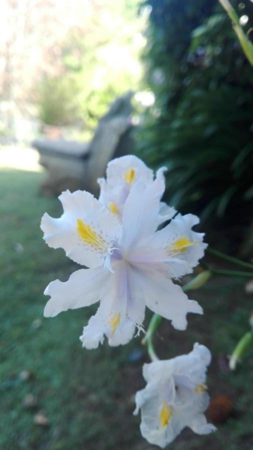 Country Lane Guesthouse Howick Dış mekan fotoğraf